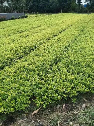 别墅园林景观设计彩屏